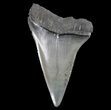 Fossil Mako Shark Tooth - Georgia #75201-1